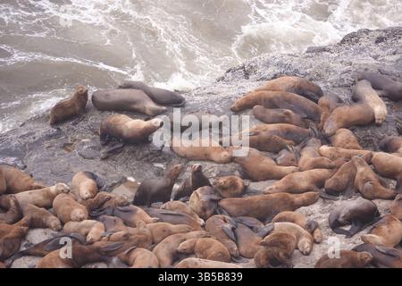 19. Juli 2022, Florence, Oregon, USA: Sea Lion Caves ist ein verbundenes System von Meereshöhlen und Höhlen, das zum Pazifik hin offen ist. Sie befinden sich 18 km nördlich von Florenz am U.S. Highway 101, etwa 400 km nördlich der Oregon Coast. In diesem Gebiet folgt der Highway 101 am 25. Juli 2022 einer steilen und unbebauten Meereslandschaft 300 Meter über dem Meeresspiegel entlang des Strandes am Highway 101. (Kreditbild: © Karen Focht/ZUMA Press Wire) Stockfoto
