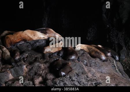 19. Juli 2022, Florence, Oregon, USA: Sea Lion Caves ist ein verbundenes System von Meereshöhlen und Höhlen, das zum Pazifik hin offen ist. Sie befinden sich 18 km nördlich von Florenz am U.S. Highway 101, etwa 400 km nördlich der Oregon Coast. In diesem Gebiet folgt der Highway 101 am 25. Juli 2022 einer steilen und unbebauten Meereslandschaft 300 Meter über dem Meeresspiegel entlang des Strandes am Highway 101. (Kreditbild: © Karen Focht/ZUMA Press Wire) Stockfoto