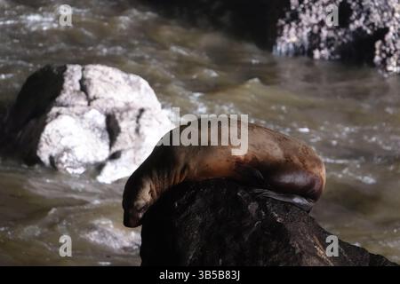 19. Juli 2022, Florence, Oregon, USA: Sea Lion Caves ist ein verbundenes System von Meereshöhlen und Höhlen, das zum Pazifik hin offen ist. Sie befinden sich 18 km nördlich von Florenz am U.S. Highway 101, etwa 400 km nördlich der Oregon Coast. In diesem Gebiet folgt der Highway 101 am 25. Juli 2022 einer steilen und unbebauten Meereslandschaft 300 Meter über dem Meeresspiegel entlang des Strandes am Highway 101. (Kreditbild: © Karen Focht/ZUMA Press Wire) Stockfoto