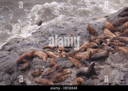 19. Juli 2022, Florence, Oregon, USA: Sea Lion Caves ist ein verbundenes System von Meereshöhlen und Höhlen, das zum Pazifik hin offen ist. Sie befinden sich 18 km nördlich von Florenz am U.S. Highway 101, etwa 400 km nördlich der Oregon Coast. In diesem Gebiet folgt der Highway 101 am 25. Juli 2022 einer steilen und unbebauten Meereslandschaft 300 Meter über dem Meeresspiegel entlang des Strandes am Highway 101. (Kreditbild: © Karen Focht/ZUMA Press Wire) Stockfoto