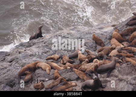 19. Juli 2022, Florence, Oregon, USA: Sea Lion Caves ist ein verbundenes System von Meereshöhlen und Höhlen, das zum Pazifik hin offen ist. Sie befinden sich 18 km nördlich von Florenz am U.S. Highway 101, etwa 400 km nördlich der Oregon Coast. In diesem Gebiet folgt der Highway 101 am 25. Juli 2022 einer steilen und unbebauten Meereslandschaft 300 Meter über dem Meeresspiegel entlang des Strandes am Highway 101. (Kreditbild: © Karen Focht/ZUMA Press Wire) Stockfoto