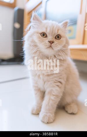 Flauschiges, cremefarbenes persisches Kätzchen, das drinnen auf weißem Boden in einer Wohnumgebung sitzt Stockfoto