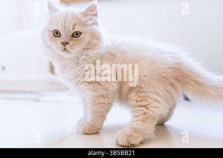 Flauschige cremefarbene Persische Kätzchen auf weißem Boden in heller Inneneinrichtung Stockfoto