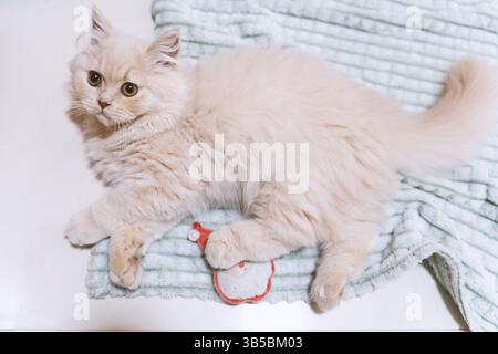Flauschige, cremefarbene Perserkatze, die auf einer weichen Decke mit einem Spielzeug ruht Stockfoto