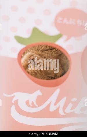 Die niedliche flauschige Katze blickt durch einen runden Ausschnitt vor einem pinkfarbenen Hintergrund Stockfoto