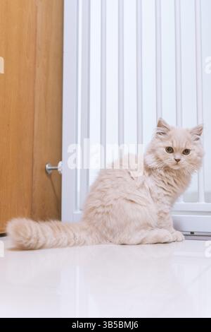 Flauschige, cremefarbene Perserkatze, die auf einem weißen Boden neben einer Tür sitzt Stockfoto