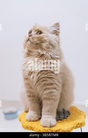 Flauschiges cremefarbenes Kätzchen, das auf einem gelben Kissen sitzt und aufblickt Stockfoto