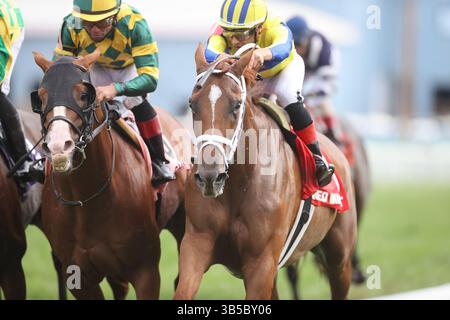 September 2022, Franklin, KY, USA: 10. September 2022: Red Knight (NY) #1, geritten von Gerardo Corrales, gewinnt am 10. September 2022 den Kentucky Turf Cup (Klasse 2) in den Kentucky Downs in Franklin, Kentucky. Matt Wooley für Eclipse Sportswire (Bild: © Matt Wooley/CSM via ZUMA Press Wire) Stockfoto