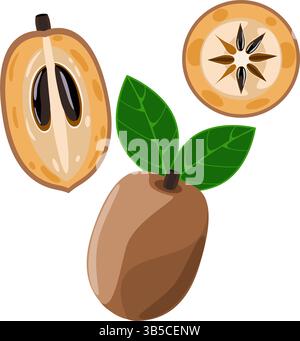 Sapodilla-Frucht-Set mit ganzer, geschnittener und in Scheiben geschnittener Vektor-Illustration Stock Vektor