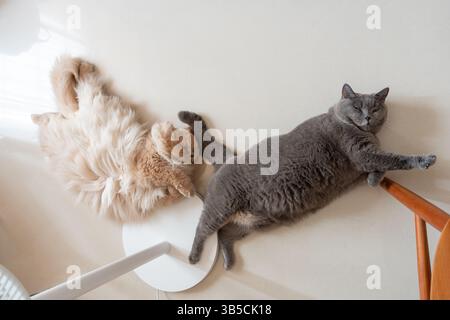 Zwei Katzen liegen auf einem Boden in der Nähe eines Stuhls Stockfoto