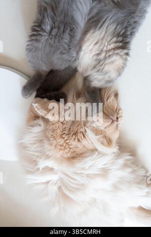 Zwei Katzen kuscheln sich zusammen auf einer weißen Oberfläche Stockfoto