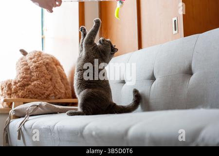 Katze, die mit Spielzeug auf dem Sofa spielt Stockfoto