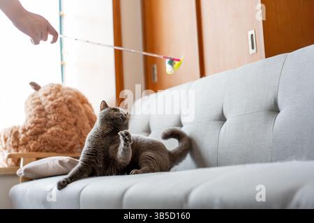 Katze, die mit Spielzeug auf dem Sofa spielt Stockfoto