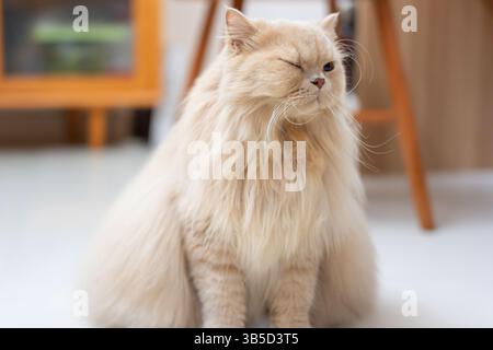 Flauschige, cremefarbene Perserkatze, die drinnen sitzt und ein Auge geschlossen hat Stockfoto