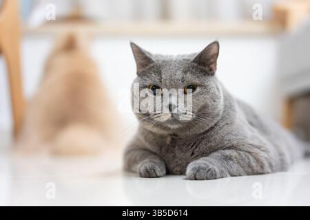 Graue britische Kurzhaarkatze, die auf dem Boden liegt Stockfoto