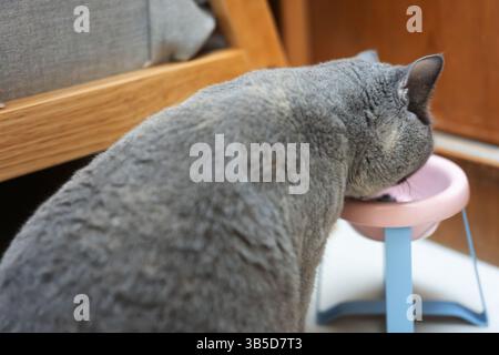 Graue Katze trinkt aus einer rosafarbenen Schüssel Stockfoto