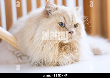 Flauschige, cremefarbene Perserkatze auf einer weichen Oberfläche Stockfoto