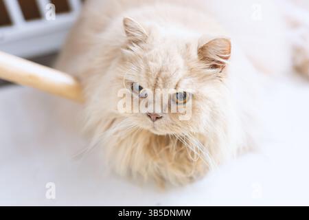 Flauschige, cremefarbene Perserkatze, die mit ausdrucksstarken Augen aufblickt Stockfoto