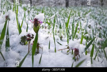 Schneebedeckte Frühlingswiese mit grünem Gras und zarten purpurroten toten Brennnesselblüten, die mit Schnee bedeckt sind. Schneeflocken fallen sanft über das Feld und vor das Feld Stockfoto