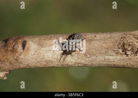 Furchenpfahlspringspinne (Marpissa muscosa) mit einer Fliege als Beute. Familienspringspinnen (Salticidae). Auf einem Ast. Frühling, April, Niederlande Stockfoto