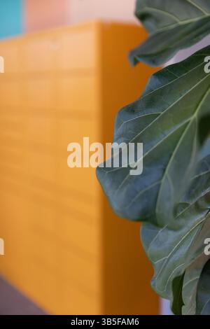 Fiddle Leaf Pflanze mit hellorangefarbenem Schrank im Hintergrund - moderner Farbkontrast Stockfoto