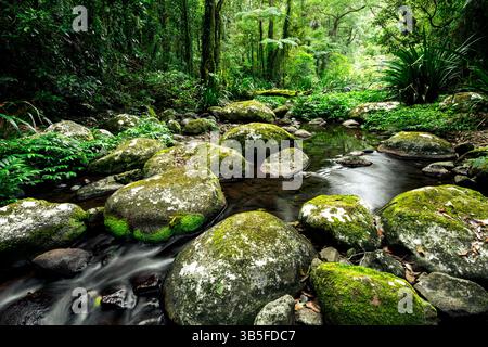 Üppiges Grün am Brindle Creek im zum Weltkulturerbe gehörenden Border Ranges National Park. Stockfoto