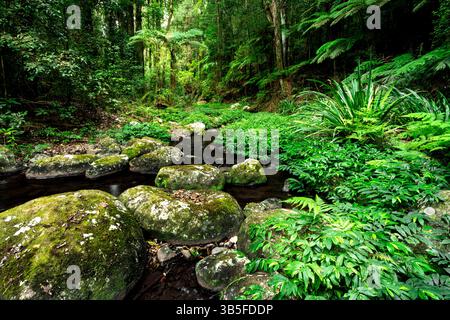 Üppiges Grün am Brindle Creek im zum Weltkulturerbe gehörenden Border Ranges National Park. Stockfoto