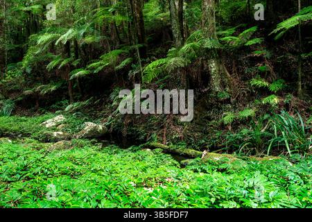 Üppiges Grün am Brindle Creek im zum Weltkulturerbe gehörenden Border Ranges National Park. Stockfoto