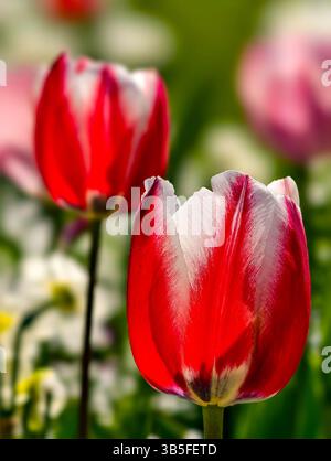 Nahaufnahme atemberaubender roter und weißer Tulpen in voller Blüte, erfasst mit geringer Schärfentiefe vor einem weichen grünen und pastellfarbenen floralen Hintergrund. Diese lebhafte Frühlingsblumenszene bringt Schönheit zum Ausdruck. Stockfoto