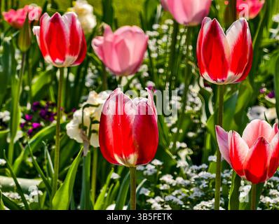 Rote und rosafarbene Tulpen im Garten mit leuchtenden Blüten und weißen Blütenblättern. Die Tulpen sind umgeben von frischen grünen Stielen und kleinen weißen Blumen im Hintergrund der Natur Stockfoto