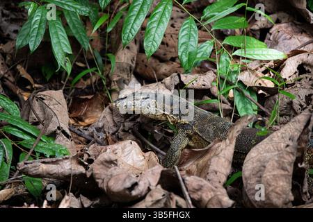 Monitor Lizard in Borneo Stockfoto