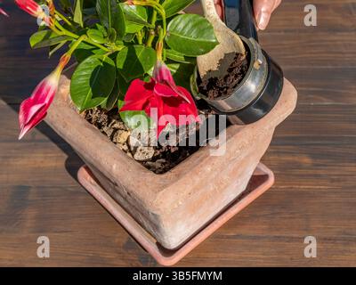 Kaffeesatz wird in einen Topf mit einer Pflanze mit schönen roten Blumen von Mandevilla gegossen Stockfoto