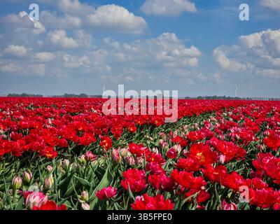 Weite Tulpenfelder in den Niederlanden strotzen vor Farbe, während sich Reihen roter und rosafarbener Blumen bis zum Horizont erstrecken. Stockfoto