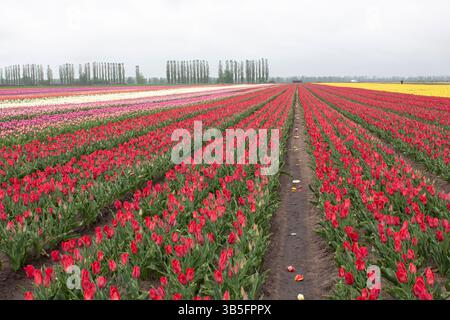 Viele farbenfrohe Tulpen auf Feldern im Frühling. Tulpen werden in Reihen nach Sorten angebaut. Tulpenplantage in Weißrussland. Millionen Blumen blühen, natura Stockfoto