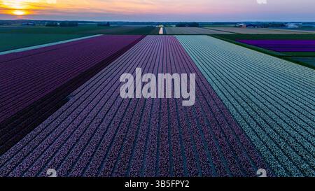Bunte Tulpenreihen erstrecken sich über die Landschaft der Niederlande, die in warmen Sonnenuntergangstönen getaucht sind. Diese Szene zeigt die Schönheit des Frühlings und zieht Besucher an, die Kunstfertigkeit der Natur zu bewundern. Stockfoto