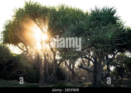 Das Sonnenlicht scheint durch einen Pandanus-Palmenhain an der Ostküste Australiens. Stockfoto
