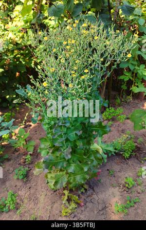 Salat, der für Samen angebaut wird. Salat, der im Garten fertig blüht. Die Samen können im Frühjahr aufgenommen und ausgesät werden Stockfoto