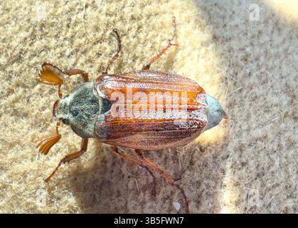 Cockchafer, Maikäfer am 1. Mai 2025 in Marktoberdorf. Fotograf: Peter Schatz Stockfoto