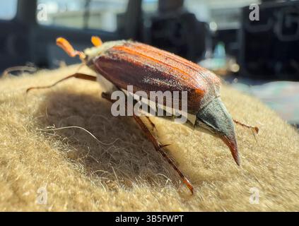 Marktoberdorf, Deutschland. Mai 2025. Cockchafer, Maikaefer am 1. Mai 2025 in Marktoberdorf. Fotograf: ddp Images/STAR-Images Credit: ddp Media GmbH/Alamy Live News Stockfoto