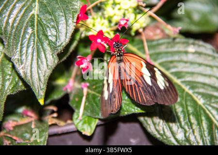 Mechanitis polymnia Schmetterling auf einer Blume Stockfoto