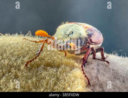 Cockchafer, Maikäfer am 1. Mai 2025 in Marktoberdorf. Stockfoto