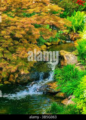 Lebendige Gartenszene mit einem kleinen Wasserfall, der über Felsen stürzt, umgeben von üppigen grünen Farnen und blühenden Blumen in lebhaften Rosa- und Rottönen. Vertikaler Natur Hintergrund. Stockfoto