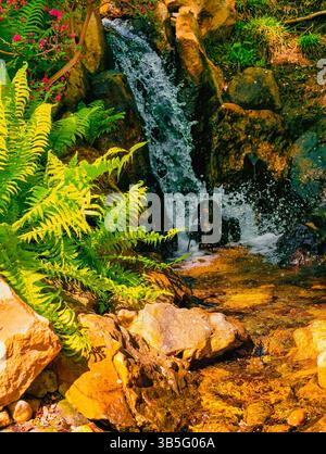 Lebendige Gartenszene mit einem kleinen Wasserfall, der über Felsen stürzt, umgeben von üppigen grünen Farnen und blühenden Blumen in lebhaften Rosa- und Rottönen. Vertikaler Natur Hintergrund. Stockfoto
