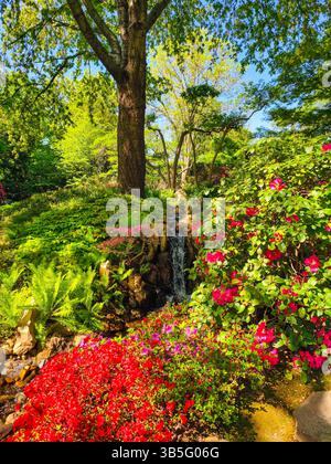 Lebendige Gartenszene mit einem kleinen Wasserfall, der über Felsen stürzt, umgeben von üppigen grünen Farnen und blühenden Blumen in lebhaften Rosa- und Rottönen. Vertikaler Natur Hintergrund. Stockfoto