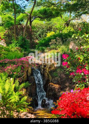 Lebendige Gartenszene mit einem kleinen Wasserfall, der über Felsen stürzt, umgeben von üppigen grünen Farnen und blühenden Blumen in lebhaften Rosa- und Rottönen. Vertikaler Natur Hintergrund. Stockfoto