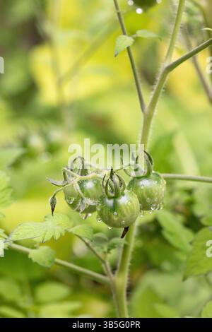 Grüne Kirschtomaten auf Weinrebe, bedeckt mit Regentropfen Stockfoto
