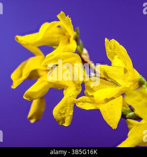 Leuchtende Forsythia-Blüten, die vor Frühlingssonnenlicht strotzen Stockfoto