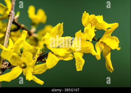 Leuchtende Forsythia-Blüten, die vor Frühlingssonnenlicht strotzen Stockfoto