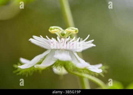 Nahaufnahme der weißen Fetid Passionsblume, die auf der Rebe blüht Stockfoto