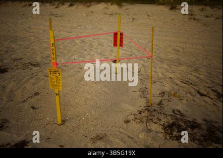 Meeresschildkrötennest im Sand Holmes Beach Anna Maria Island Stockfoto